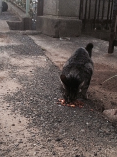 asani.jpg