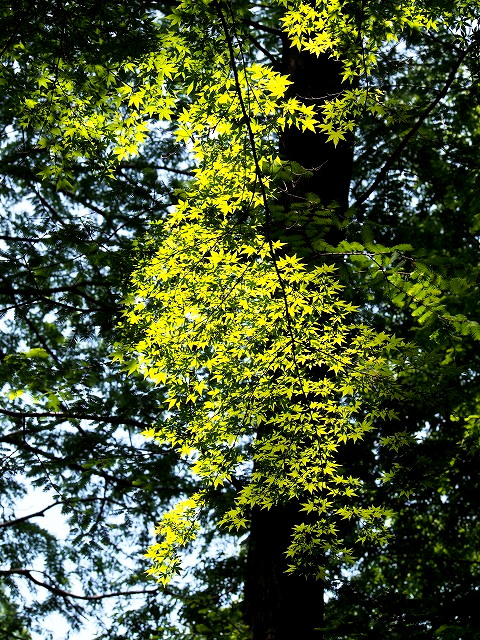 P5150088.jpg