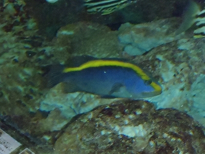 和歌山県立自然博物館2013年9月中旬13　ルリハタ（Aulacocephalus temminckii）