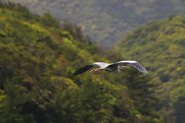 IMGP5215-s.JPG