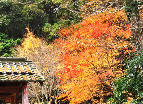 紅葉２