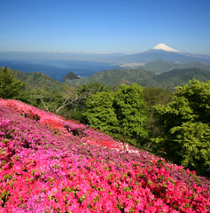 伊豆の国パノラマパーク　つつじ祭り2012