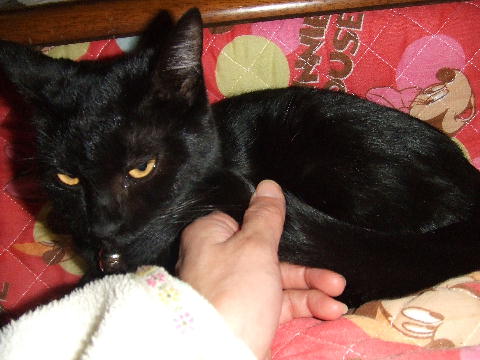猫４.JPG