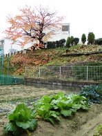 CIMG0827 - コピー.JPG
