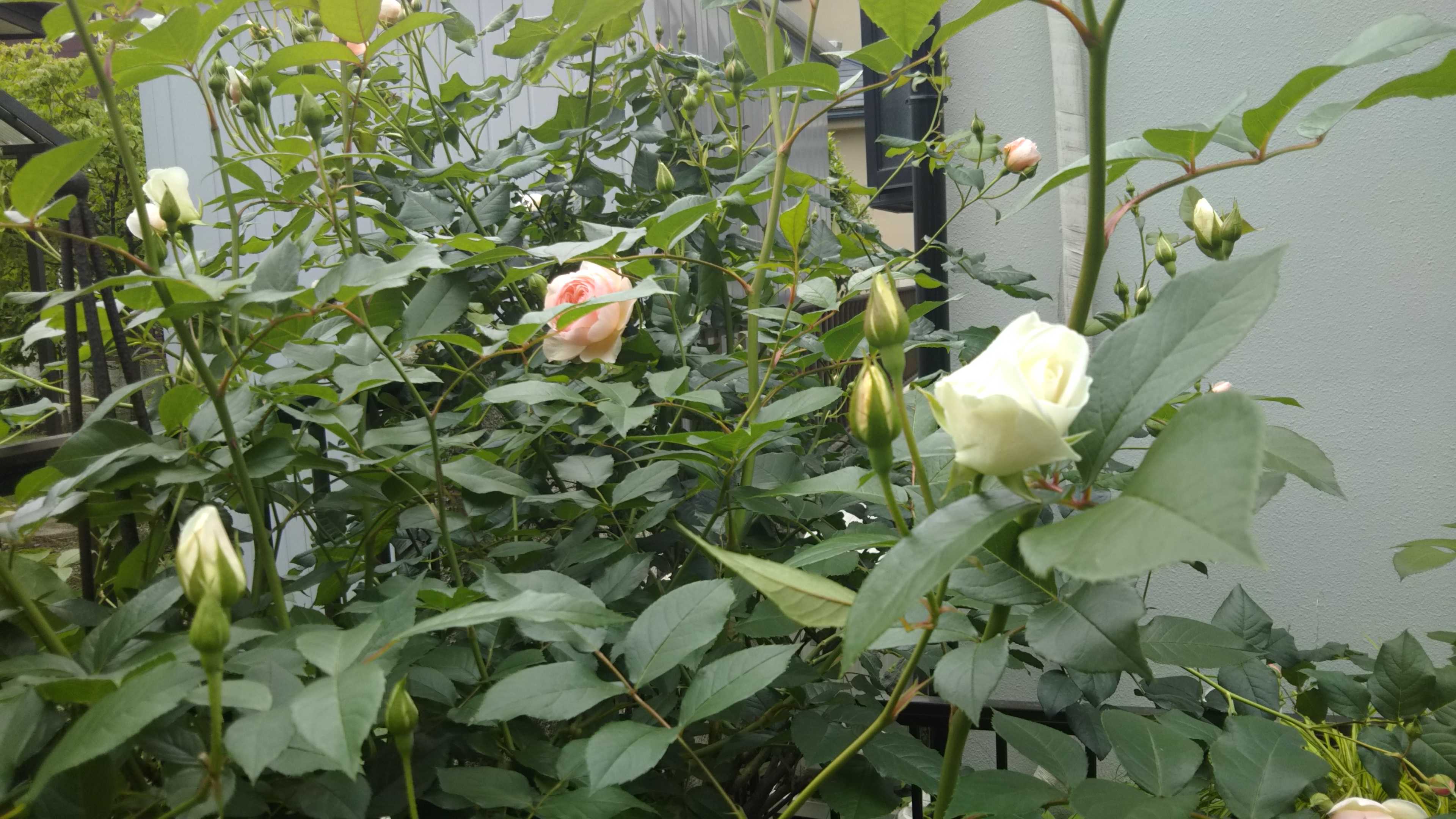 バラに寿命はあるの アイスバーグ 花カホル 楽天ブログ