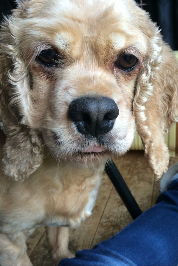 アメコカの花火さん 古い平屋に犬 猫 と住む 楽天ブログ