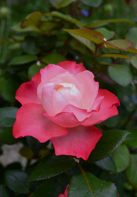 DSC_0699.JPG
