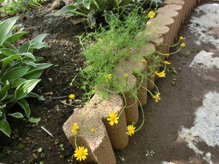 黄色の小花