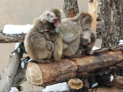 旭山動物園06