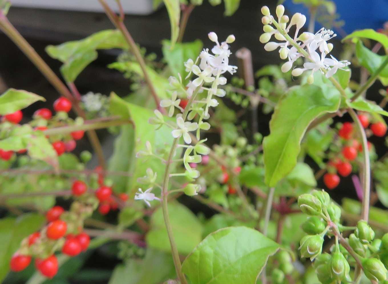 バタバタ忙しい 花はジュズサンゴ だい のひとりごと 楽天ブログ