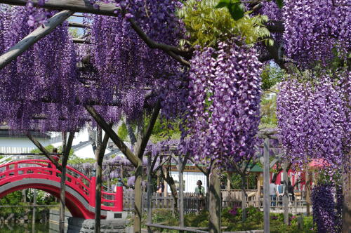 亀戸天神社にて