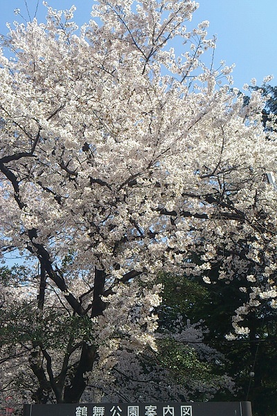 花見