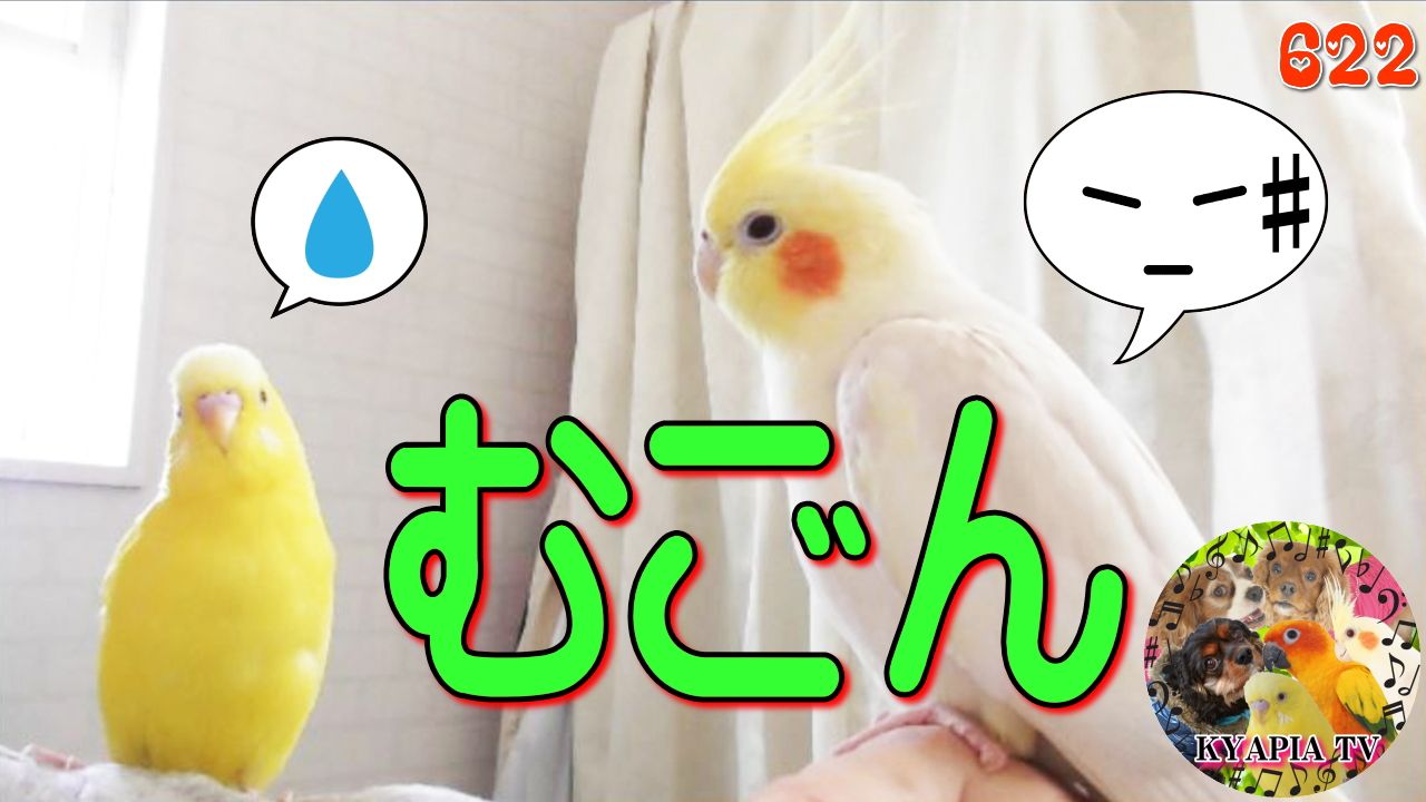 無言で会話 かわいいセキセイインコとオカメインコ きゃぴあれてび Kyapia Tv 楽天ブログ