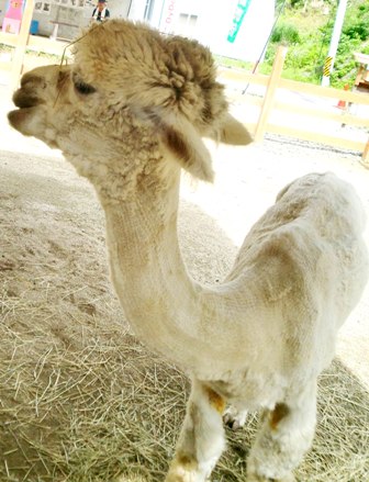 170 のコピー.jpg