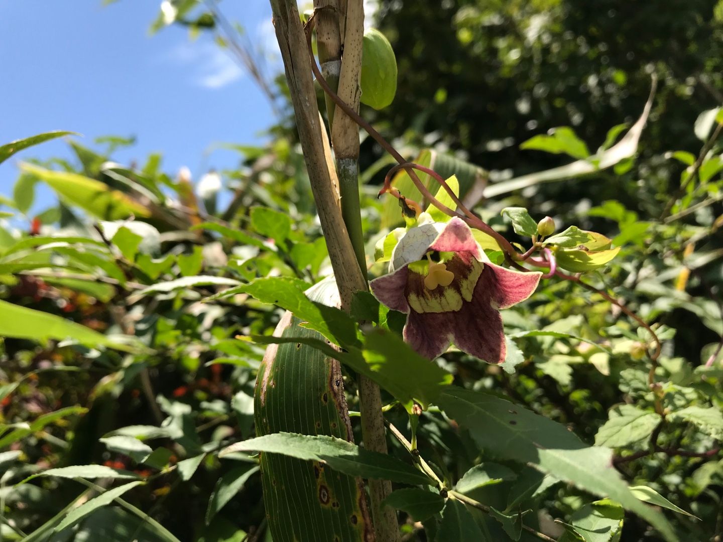 高山植物 のん木ぶろぐ 楽天ブログ