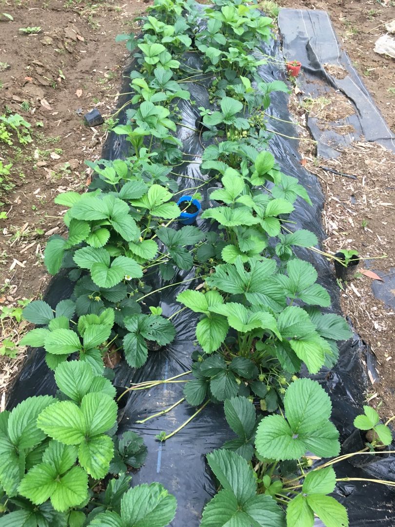 イチゴの初収穫と来年の苗作り Futtutyの菜園ブログ 楽天ブログ