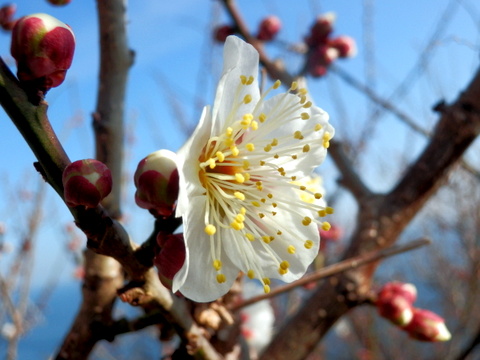 梅の花