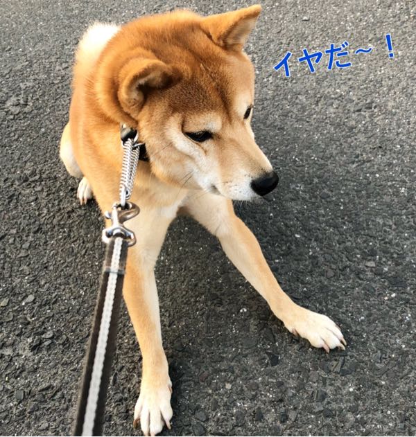 rblog-20171109092451-04.jpg