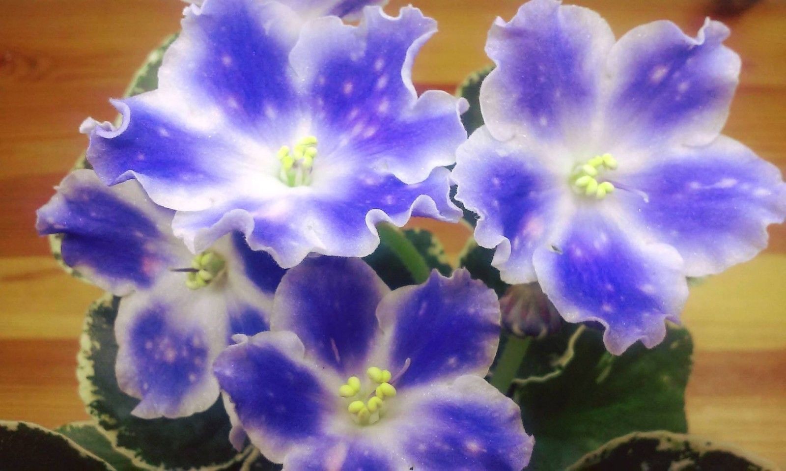 2019.6.3 Chimera Koleso Obozreniya／セントポーリア 縞花