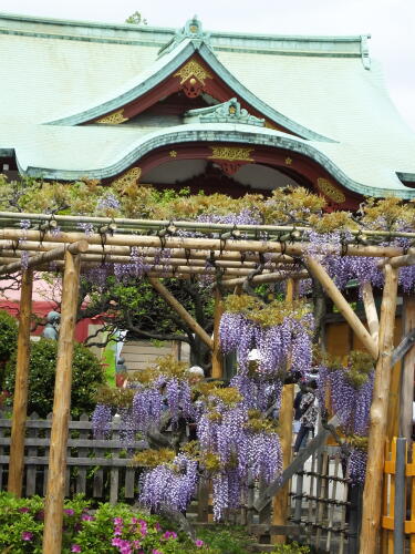 亀戸天神社の藤