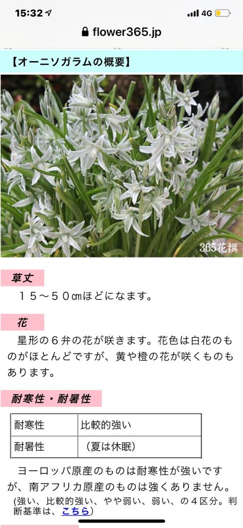 スーパー内の花屋で宿根フロックス マーガレット ペチュニア ペラルゴニウムを購入 名前の分からない白い花の名前の教えてもらった Music Land 私の庭の花たち 楽天ブログ