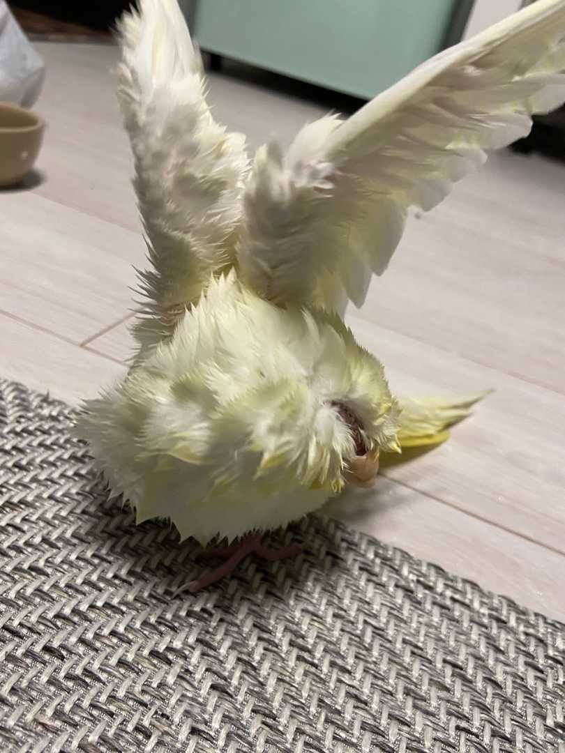 みんなで水浴び大会 セキセイインコてつお セキセイインコのいる暮らし 楽天ブログ