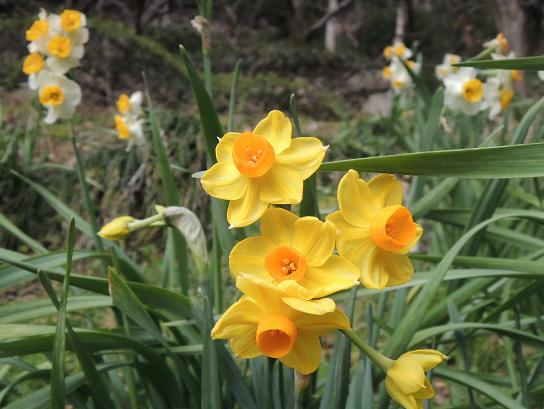 中外黄色い水仙