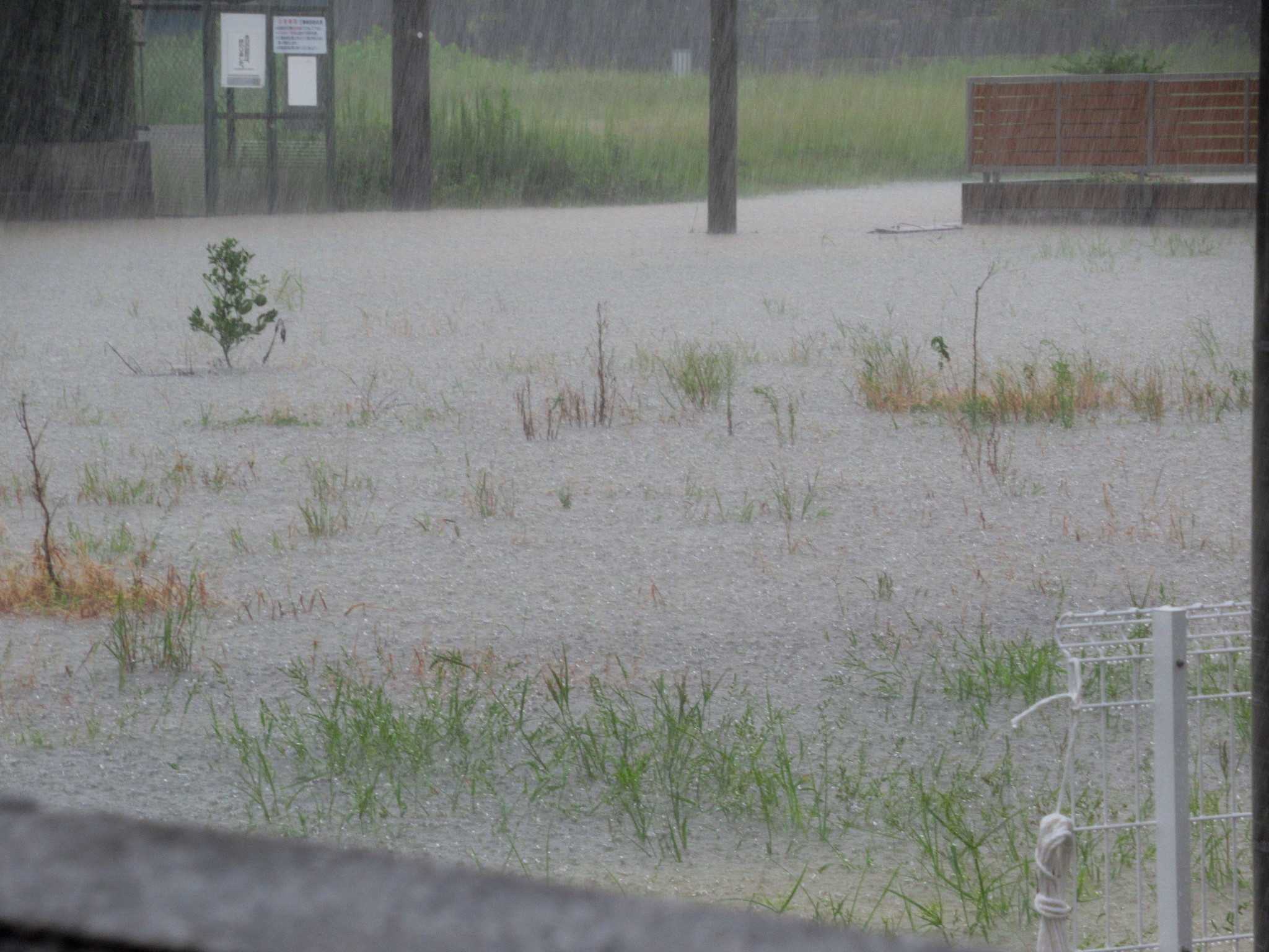 金曜日は凄い雨でしたよ~A^^;) | かにゃかにゃガーデン - 楽天ブログ