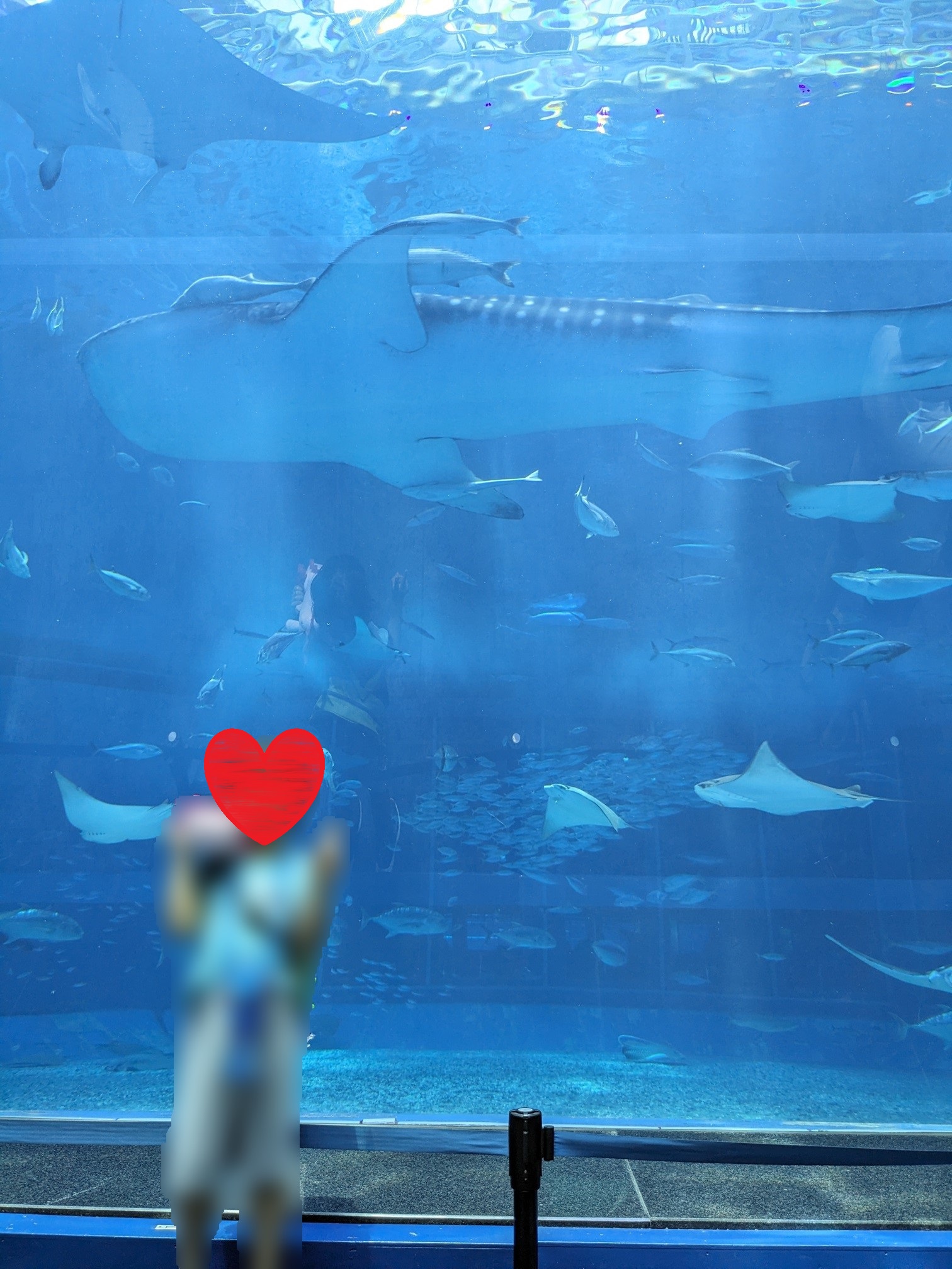 ゴールデンウイークの美ら海水族館　ジンベイザメの水槽前で
