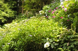 IMGP8135.JPG