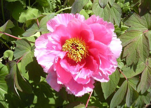 牡丹の花 | 花と蕎麦とリハビリと - 楽天ブログ