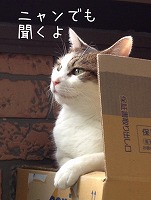 ニャンでも聞くよ