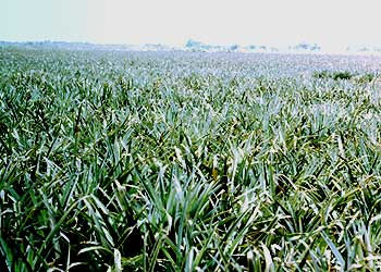 パイナップル畑(オアフ島北西部)