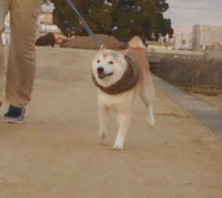 走る1.jpg