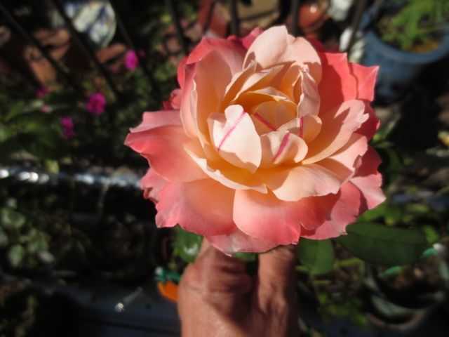 ﾟДﾟ)ひぇ～！？画像がない！！＆幻のバラ『ラシャンスゼブラ