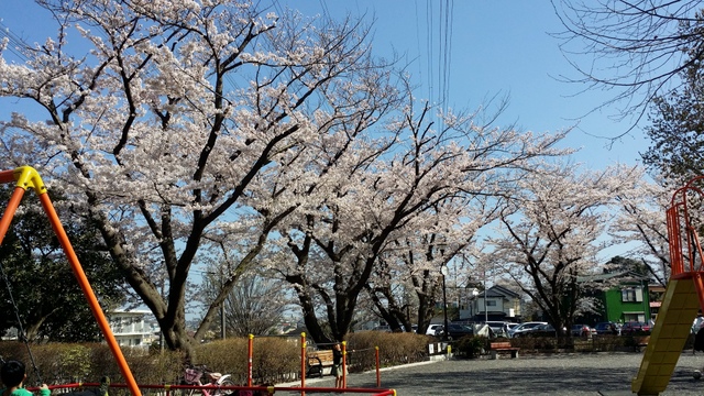 Ａ公園の桜　１