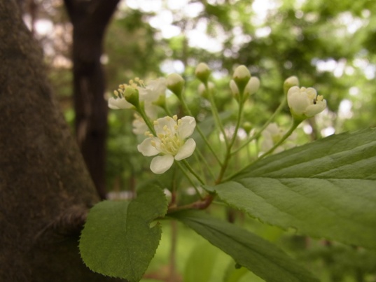 カマツカノ花１.jpg