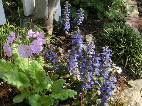 アジュガとピンク日本桜草