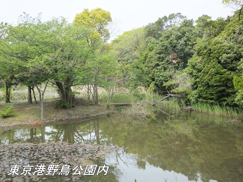 東京港野鳥公園にて