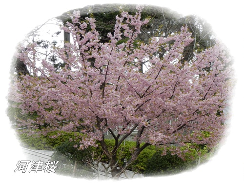 河津桜