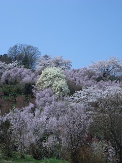 福島市・花見山4