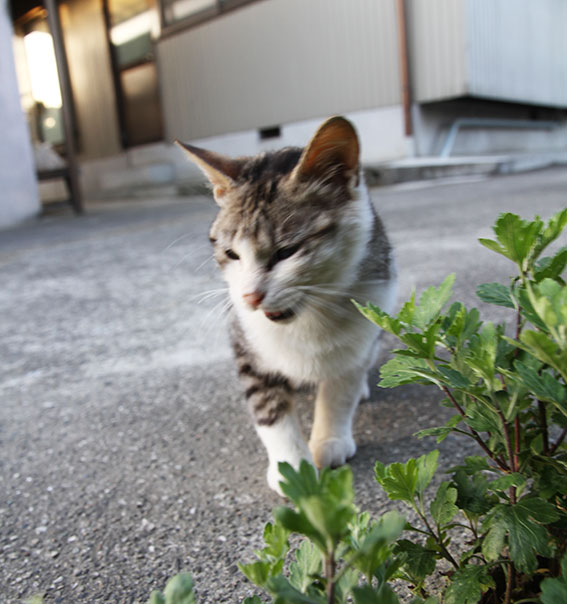 我が家のニャンコ♪2014/05/29-3