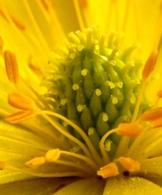 東谷山フルーツの里 福寿草