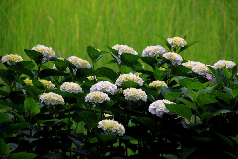 紫陽花園_002.jpg