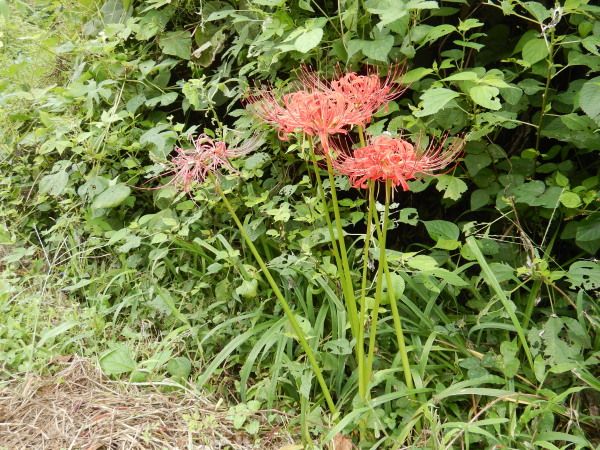 廃村の かじけ犬の遠吠え 楽天ブログ