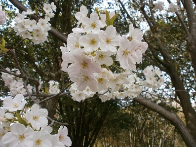 浜松城の桜