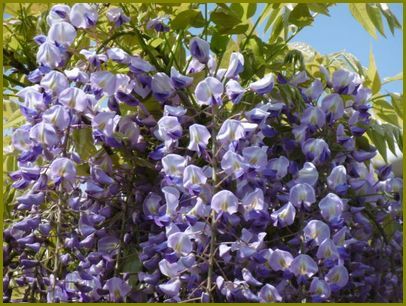 ４月26日 藤の花歌舞伎役者の藤娘 花の歳時記 天南星の魅力 山野草 楽天ブログ