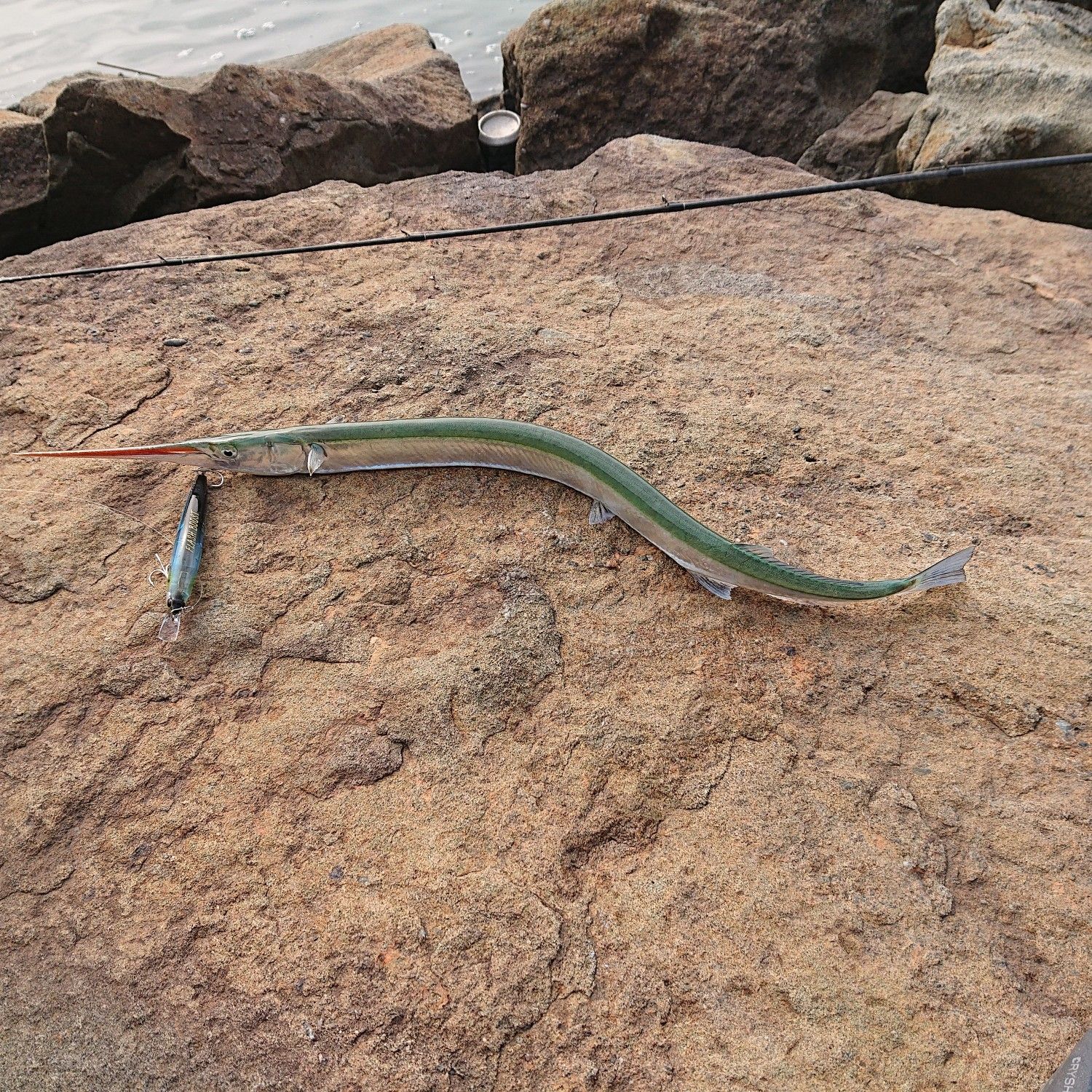 先週も釣れず 今週は梅雨で行けず まったり道具インプレでも サステイン コチタローの今日も釣れない でもやっぱ釣りが好き Q 楽天ブログ