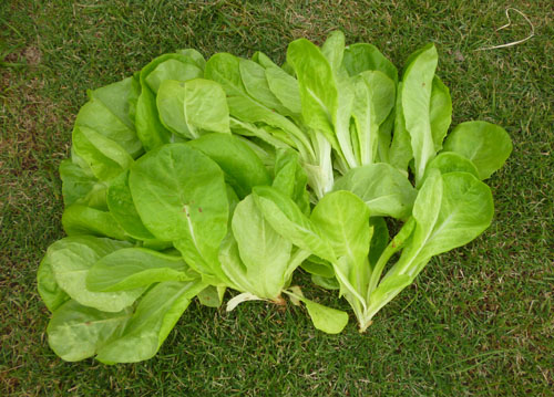 サラダ菜.jpg