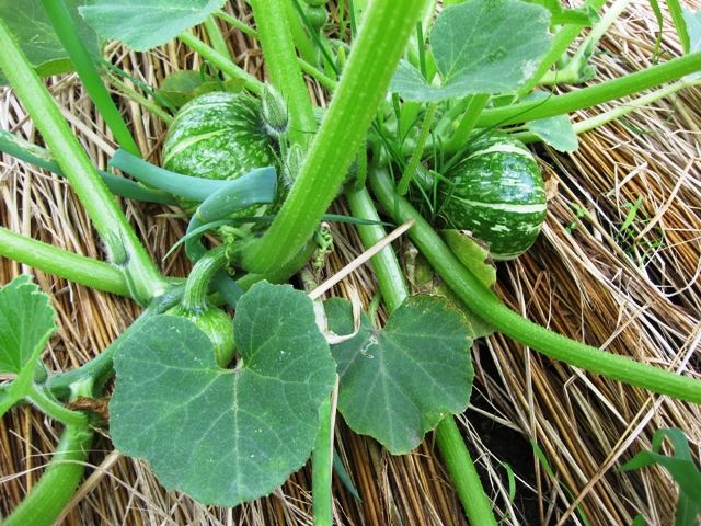 ズッキーニで受粉させたカボチャのその後 青パパイヤと家庭菜園日記 楽天ブログ